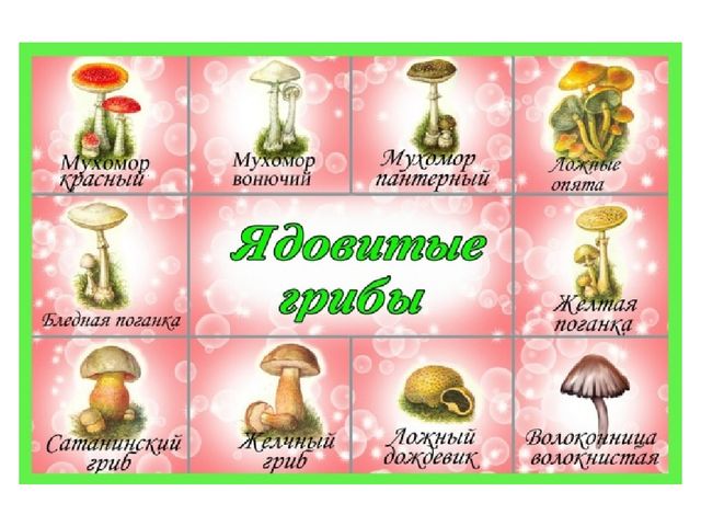 Презентация на тему "Съедобные и несъедобные грибы"
