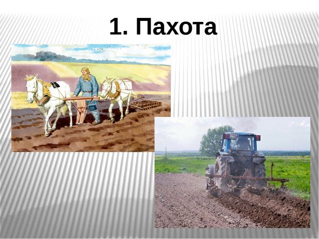 Презентация на тему "Откуда хлеб пришел?"