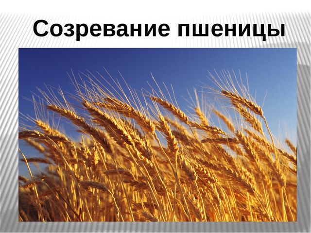 Презентация на тему "Откуда хлеб пришел?"