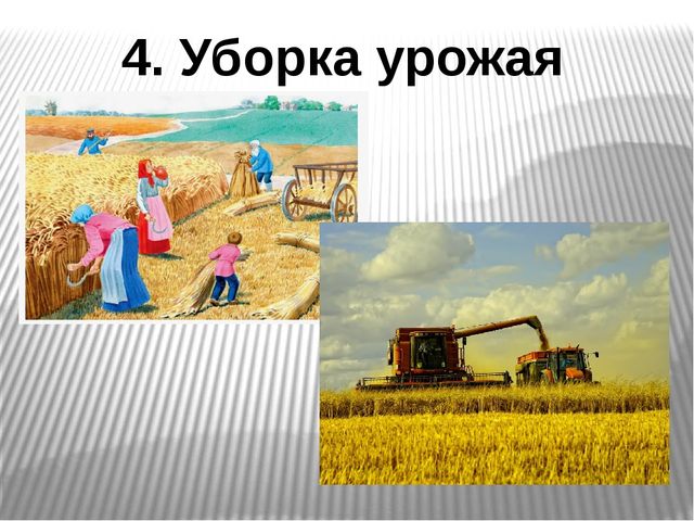 Откуда берется хлеб презентация