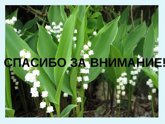 Презентация дидактической игры на тему"Цветы"
