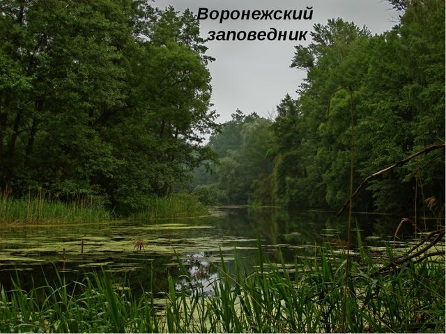 Презентация "Воронежский заповедник" для старшей группы детского сада