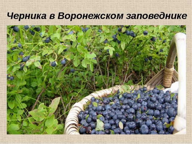 Презентация "Воронежский заповедник" для старшей группы детского сада
