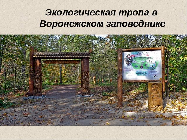 Презентация "Воронежский заповедник" для старшей группы детского сада