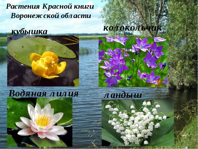 Презентация "Красная книга Воронежской области" для старшей группы детского сада