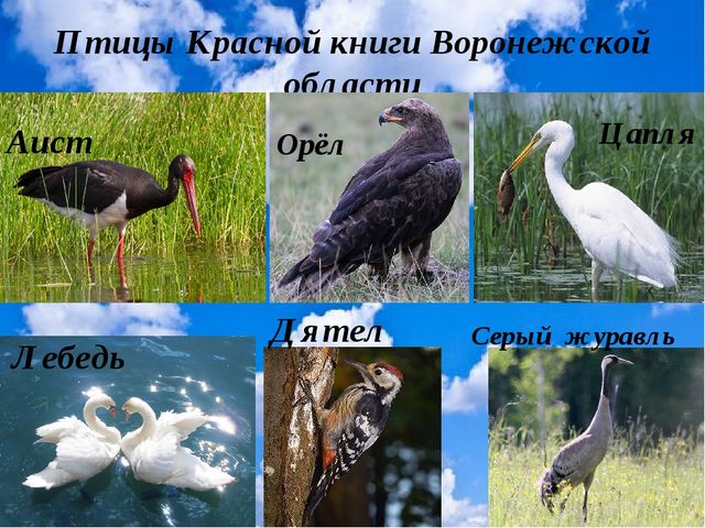 Презентация "Красная книга Воронежской области" для старшей группы детского сада