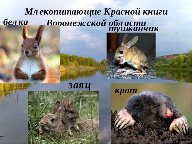 Презентация "Красная книга Воронежской области" для старшей группы детского сада