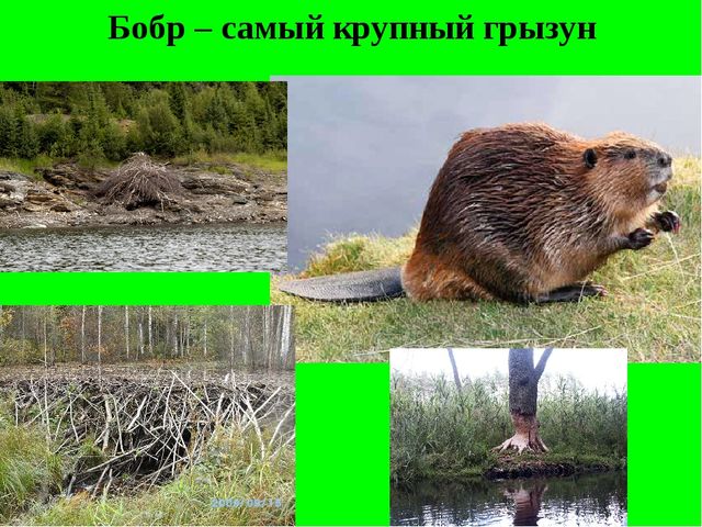 Презентация "Красная книга Воронежской области" для старшей группы детского сада