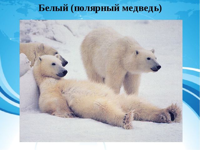 Презентация "Красная книга России" для подготовительной группы детского сада