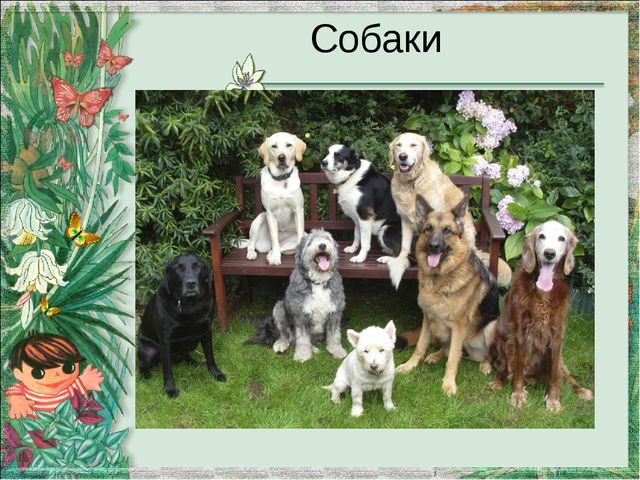 Презентация "Домашние животные и их детеныши"