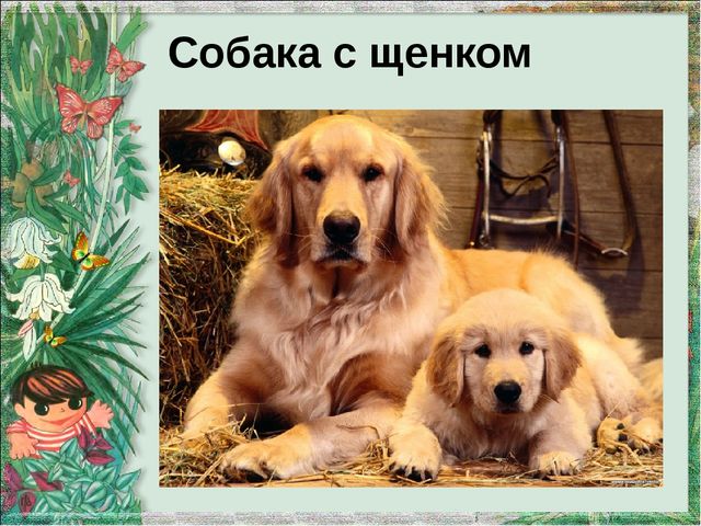 Презентация "Домашние животные и их детеныши"