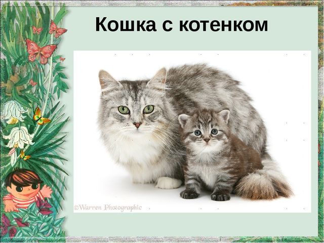 Презентация "Домашние животные и их детеныши"