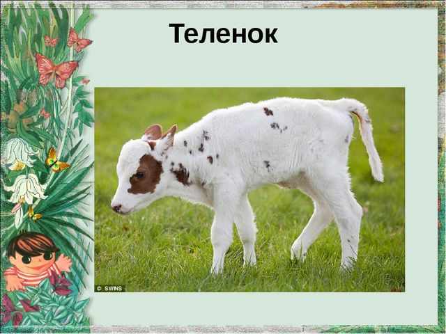 Презентация "Домашние животные и их детеныши"