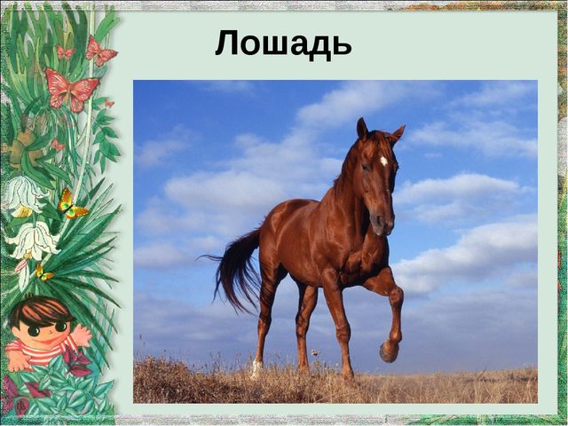 Презентация "Домашние животные и их детеныши"