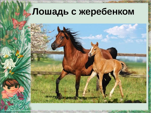 Презентация "Домашние животные и их детеныши"