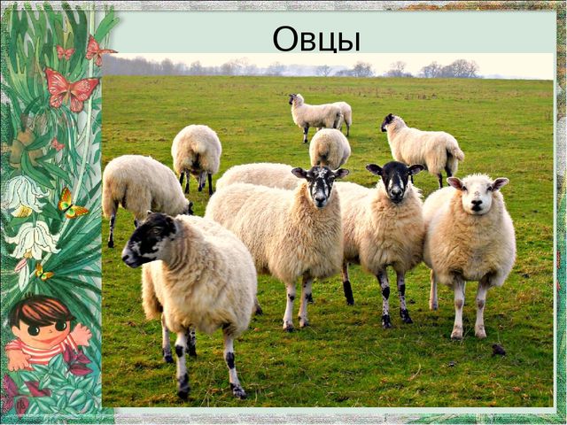 Презентация "Домашние животные и их детеныши"