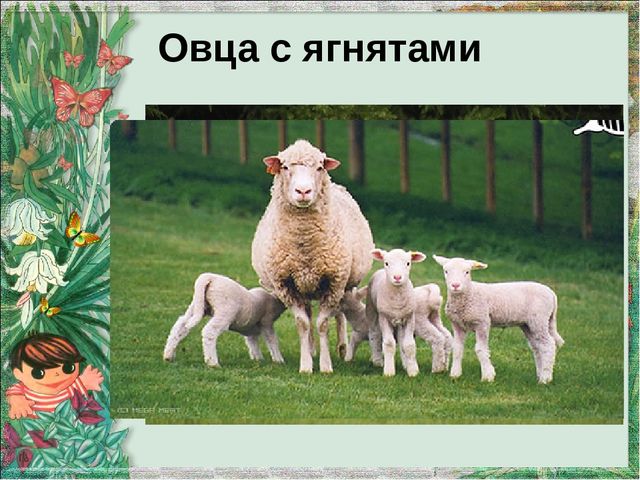 Презентация "Домашние животные и их детеныши"