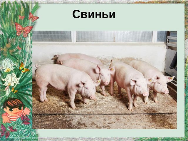 Презентация "Домашние животные и их детеныши"