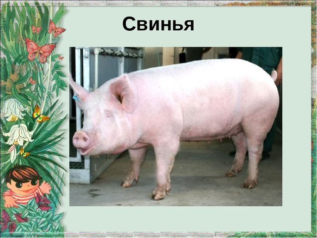 Презентация "Домашние животные и их детеныши"