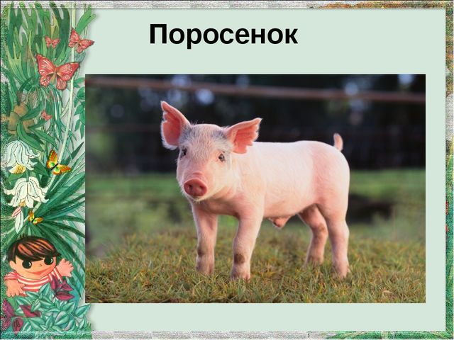 Презентация "Домашние животные и их детеныши"