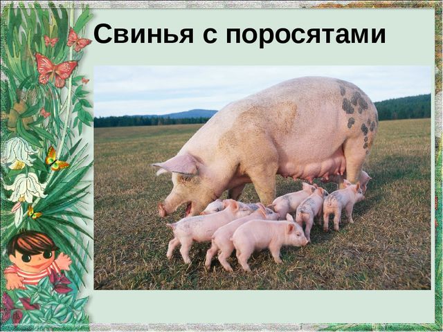 Презентация "Домашние животные и их детеныши"