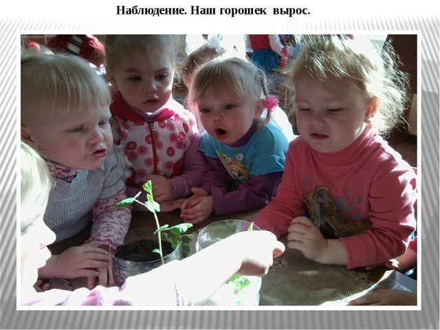 Презентация по экологическому воспитанию "Витамины с грядки"