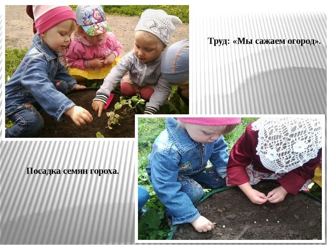 Презентация по экологическому воспитанию "Витамины с грядки"