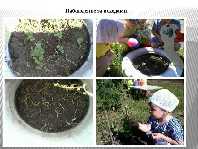 Презентация по экологическому воспитанию "Витамины с грядки"