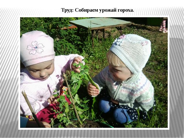 Презентация по экологическому воспитанию "Витамины с грядки"
