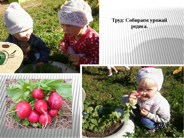 Презентация по экологическому воспитанию "Витамины с грядки"