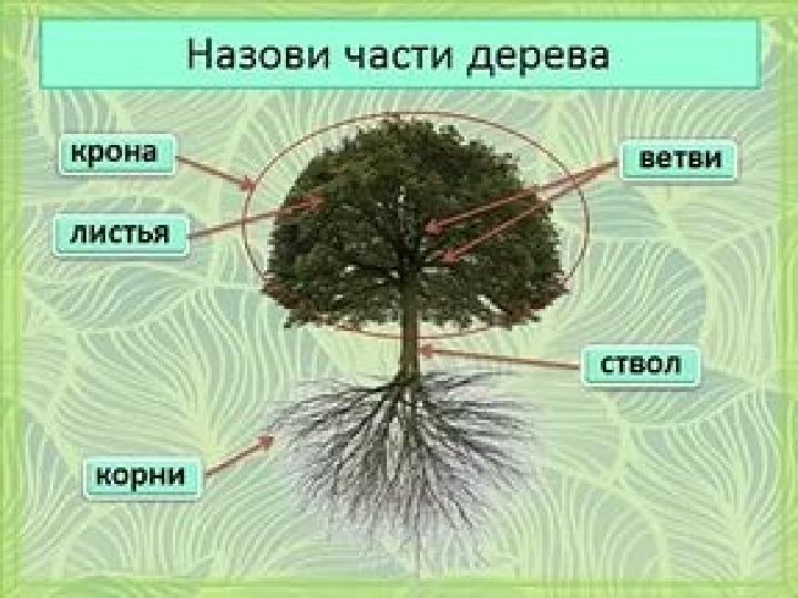 Презентация .Зеленые тропинки.А.А.Плешаков.Тема "Как узнать растения"