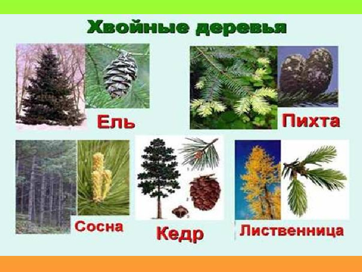 Презентация .Зеленые тропинки.А.А.Плешаков.Тема "Как узнать растения"