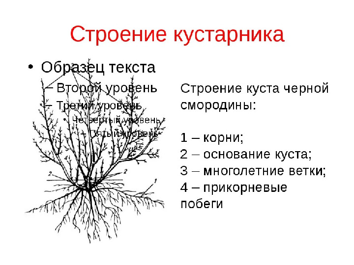 Презентация .Зеленые тропинки.А.А.Плешаков.Тема "Как узнать растения"