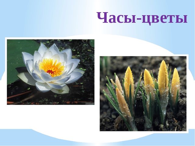 Презентация для подготовительной группы "ЧАСЫ"