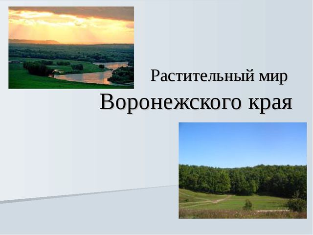 Презентация на тему "Растения Воронежской области"