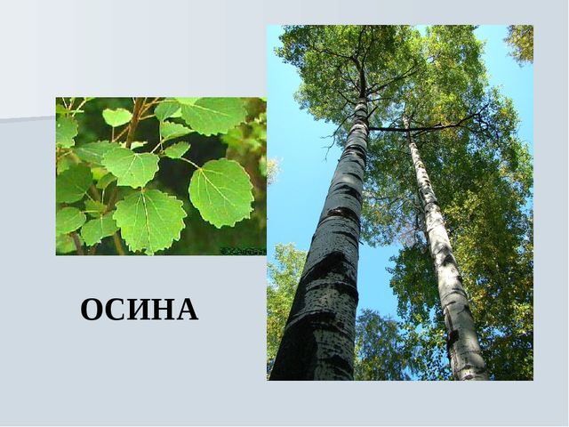 Презентация на тему "Растения Воронежской области"