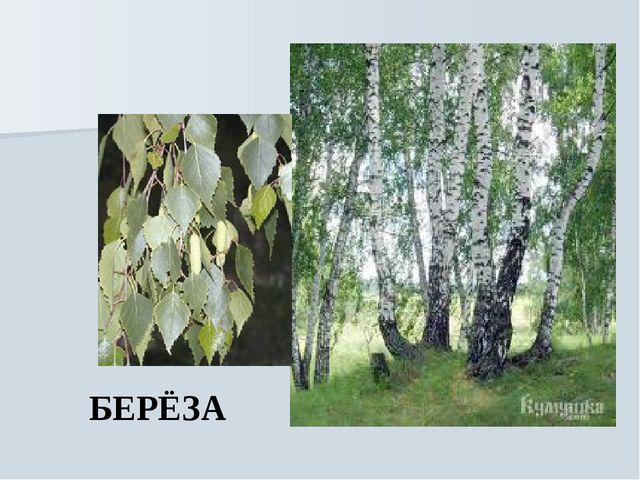 Презентация на тему "Растения Воронежской области"