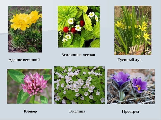 Презентация на тему "Растения Воронежской области"