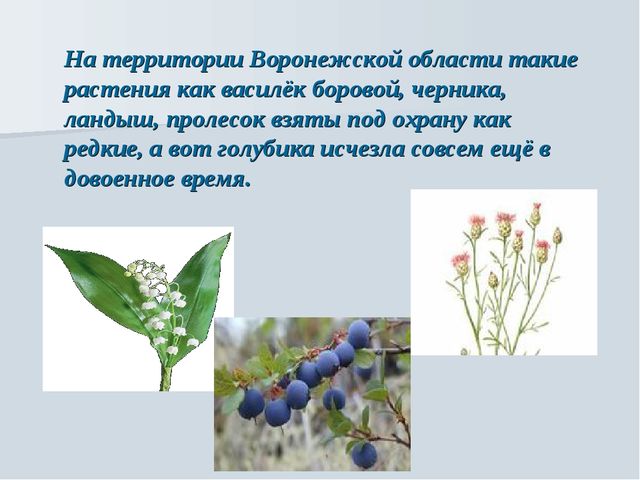 Презентация на тему "Растения Воронежской области"