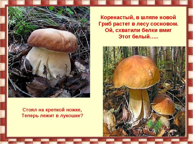 Презентация подготовительная группа " Осень"