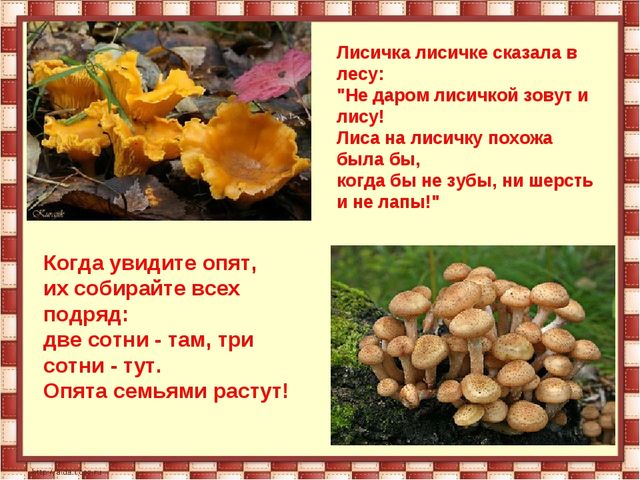 Презентация подготовительная группа " Осень"