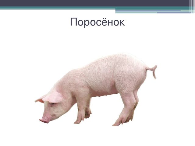Презентация к разработке "Дикие и домашние животные"