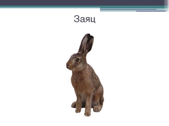 Презентация к разработке "Дикие и домашние животные"
