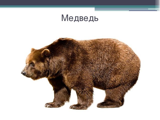 Презентация к разработке "Дикие и домашние животные"
