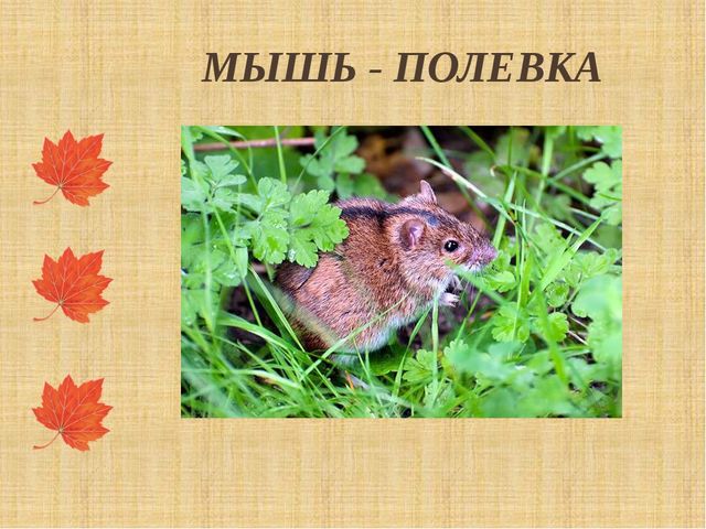 Презентация "Как птицы и звери готовятся к зиме"