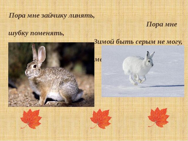 Презентация "Как птицы и звери готовятся к зиме"