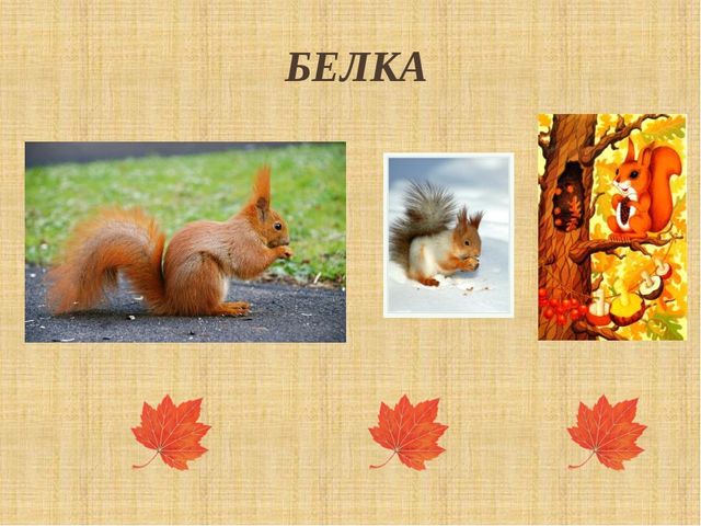 Презентация "Как птицы и звери готовятся к зиме"