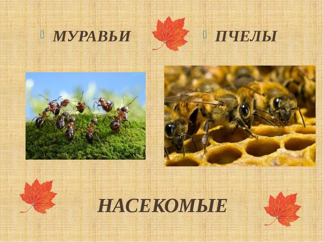 Презентация "Как птицы и звери готовятся к зиме"
