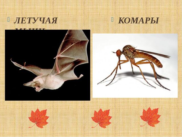 Презентация "Как птицы и звери готовятся к зиме"