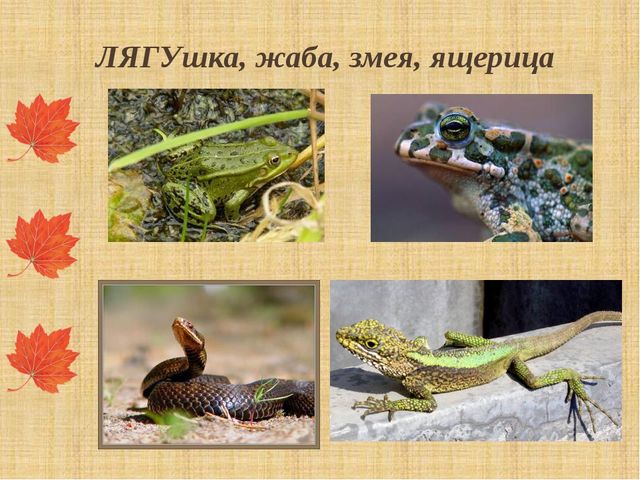 Презентация "Как птицы и звери готовятся к зиме"